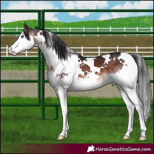 Horse Color:White Spotted Brown Splash 