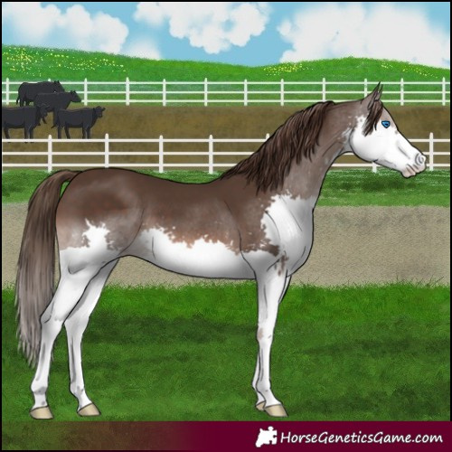 Horse Color:Liver Chestnut Splash 
