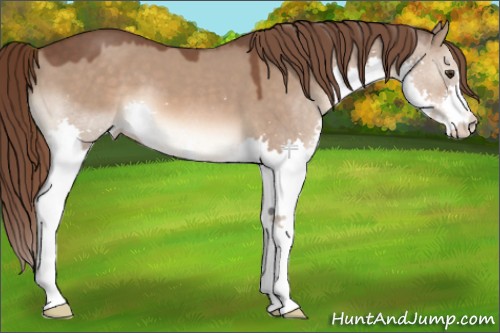 Horse Color:Liver Red Dun Splash 