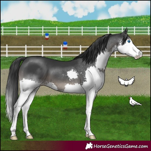 Horse Color:Black Splash
