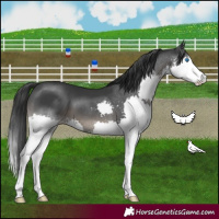 Horse Color:Black Splash 