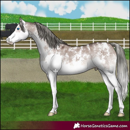 Horse Color:Liver Red Dun Mushroom Sabino Splash 