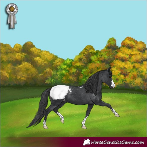 Horse Color:Black Appaloosa 