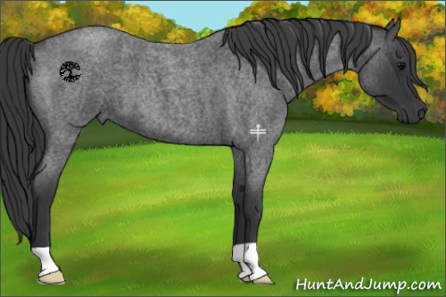 Horse Color:Blue Roan 