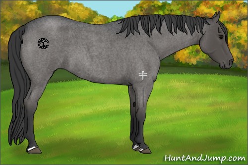 Horse Color:Blue Roan 
