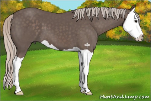 Horse Color:Silver Black Splash 