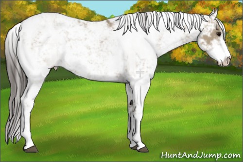 Horse Color:Smoky Grullo Sabino Rabicano 