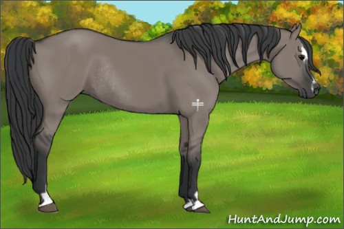 Horse Color:Grullo Sabino Rabicano 