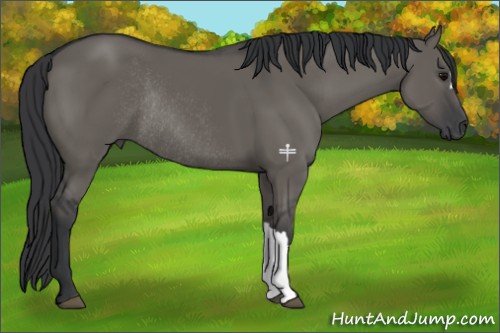 Horse Color:Grullo Rabicano 