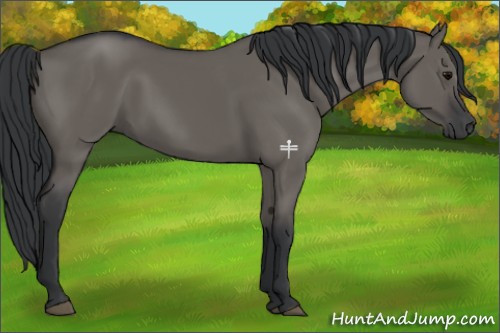 Horse Color:Grullo Sabino Rabicano 