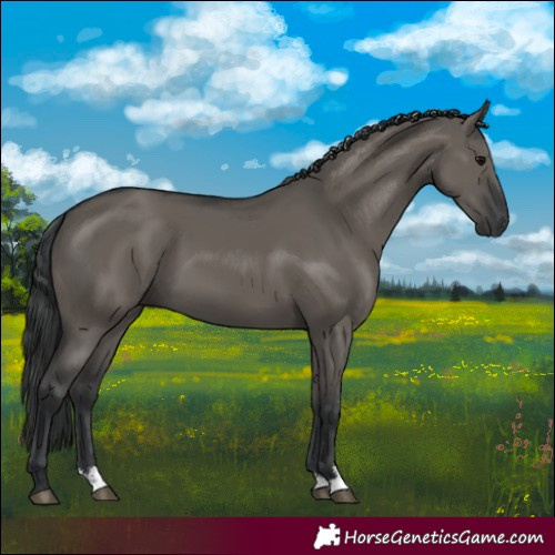 Horse Color:Grullo Sabino Rabicano 