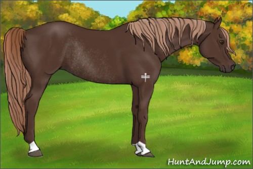 Horse Color:Liver Chestnut Rabicano 