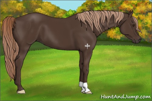 Horse Color:Liver Chestnut 