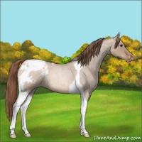 Horse Color:Grullo Roan Pearl Tobiano Appaloosa 