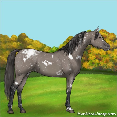 Horse Color:White Spotted Grullo Appaloosa 