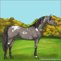 Horse Color:White Spotted Grullo Appaloosa 