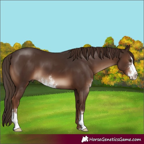 Horse Color:Liver Chestnut Sabino 