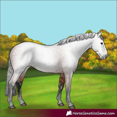 Horse Color:Gray Bay 