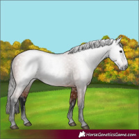 Horse Color:Gray Bay 