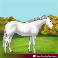 Horse Color:Palomino Varnish 