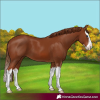 Horse Color:Chestnut Splash 