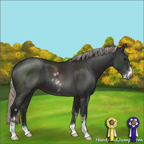 Horse Color:Gray Silver Black Sabino 