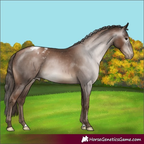 Horse Color:Gray Black Pearl Appaloosa 