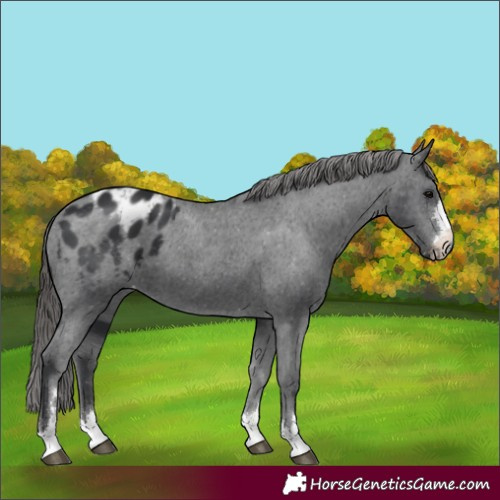 Horse Color:Black Appaloosa 