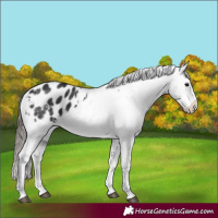 Horse Color:Black Appaloosa 