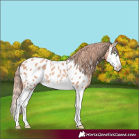 Horse Color:Gold Champagne Splash Appaloosa Rabicano 