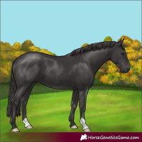 Horse Color:Smoky Black 