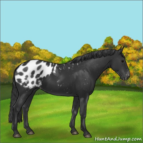 Horse Color:Black Sabino Blanket