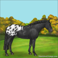 Horse Color:Black Sabino Appaloosa 