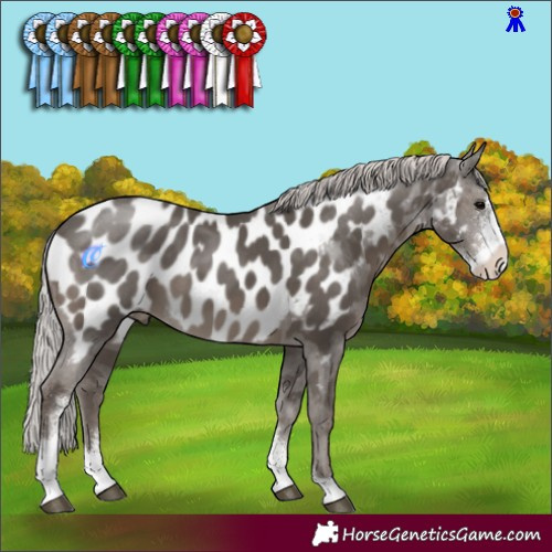 Horse Color:Silver Black Sabino Appaloosa 