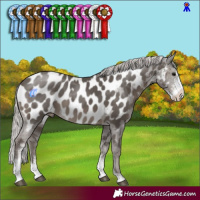 Horse Color:Silver Black Sabino Appaloosa 