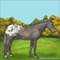 Horse Color:Silver Black Appaloosa Rabicano 
