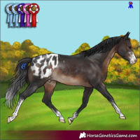 Horse Color:Brown Sabino Appaloosa Rabicano 