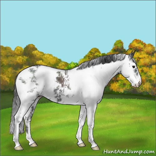 Horse Color:Black Sabino