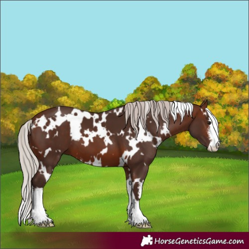 Horse Color:White Spotted Silver Brown 