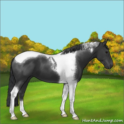Horse Color:Black Sabino Tobiano 