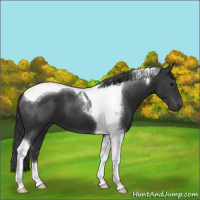 Horse Color:Black Sabino Tobiano 