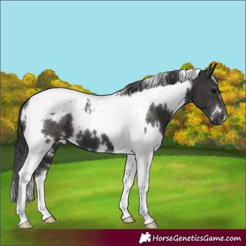 Horse Color:White Spotted Smoky Black Tobiano 
