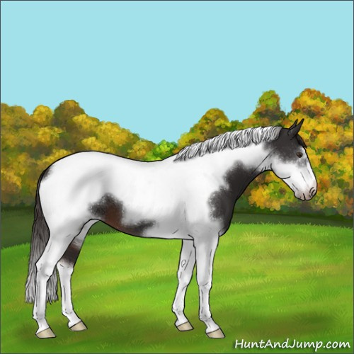 Horse Color:Liver Chestnut Tobiano Frame 