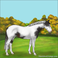 Horse Color:Liver Chestnut Tobiano Frame 