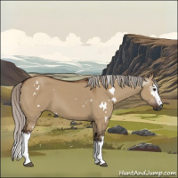 Horse Color:Gray White Spotted Silver Brown Dun 
