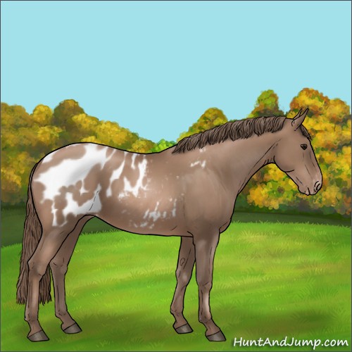 Horse Color:Black Pearl Sabino Appaloosa