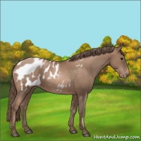 Horse Color:Black Pearl Sabino Appaloosa