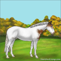 Horse Color:White Spotted Chocolate Palomino Tobiano Frame 