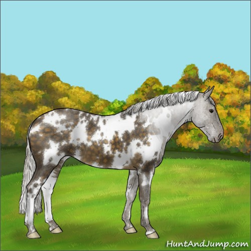 Horse Color:White Spotted Silver Buckskin