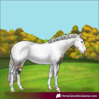 Horse Color:White Spotted Silver Buckskin Dun Frame